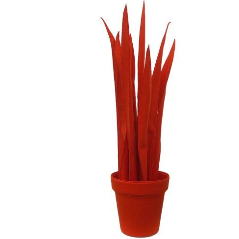 Sanseveria_XL_07