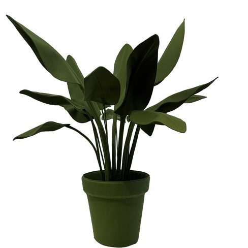 Strelitzia_XS_79