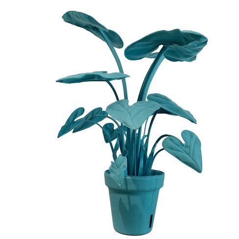 Alocasia_L_52