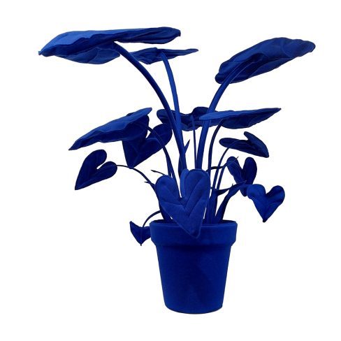 Alocasia_L_60
