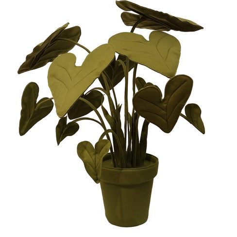Alocasia_S_14