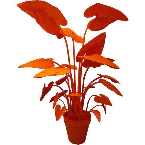Alocasia_XXL_05